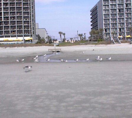 Seagulls gather on a sandy beach with two tall buildings in the background. The sky is clear, and the scene captures a peaceful coastal urban landscape.