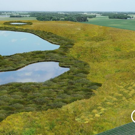 Graphic depicting a wetland bank, featuring lush grasses and serene ponds